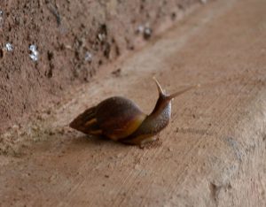 Indian snail