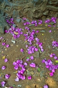 Flowers strewn on soil