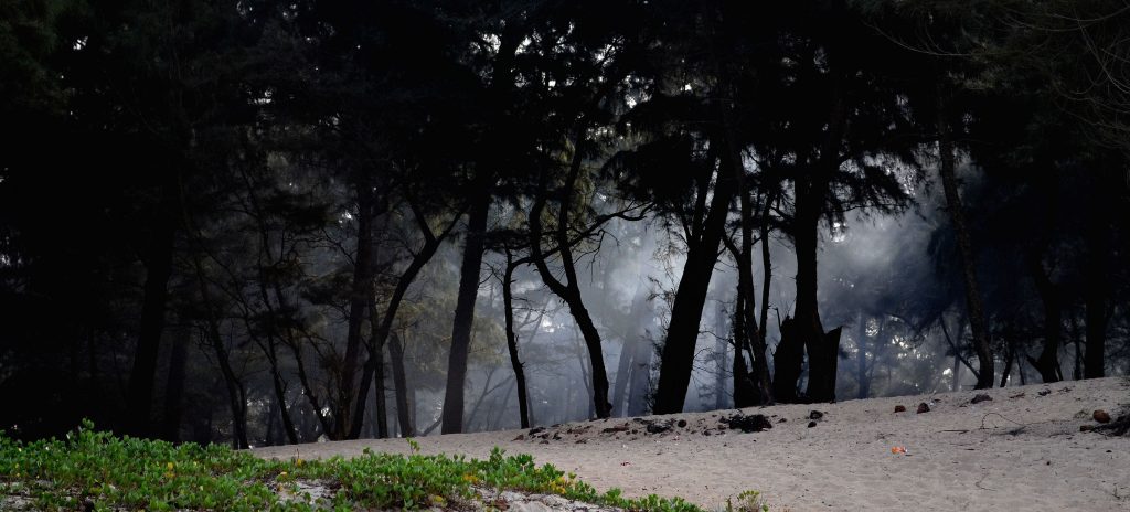 Trees along Shiroda Beach