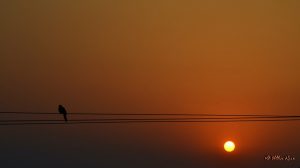 Pigeon silhouttte against a rising sun in Kausani