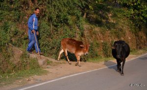 Cows and their owner in Kausani