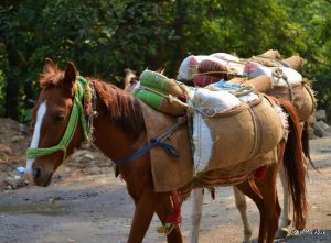 Mules in Uttarakhand transport everything from bricks to groceries