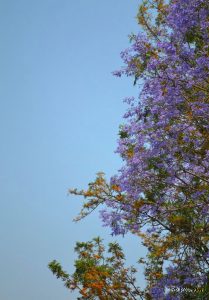 Jacaranda tree bearing purple flowers