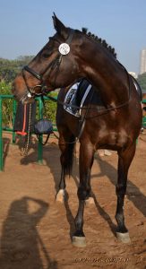 The shiny coat of a trophy horse at Mahalaxmi race course