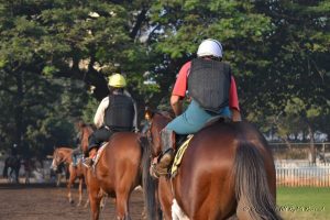 Horses retreating at the end of a practice session at Mumbai's Royal Western India Turf Club