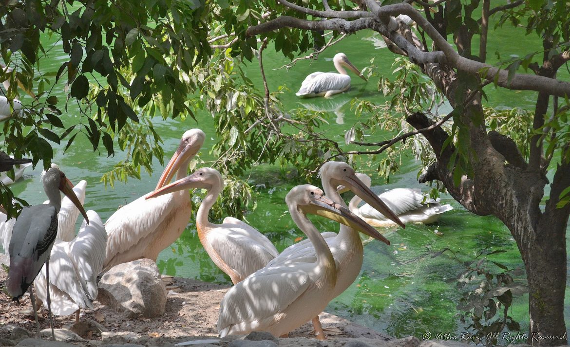 Pelicans at Lucknow Zoo