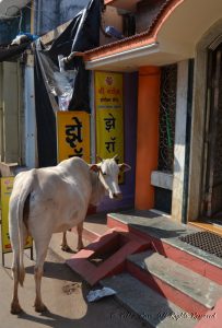 Cow outside restaurant in Malvan