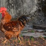 Indian Cock or rooster