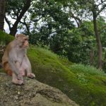 Monkey sits peacefully at Borivali National Park