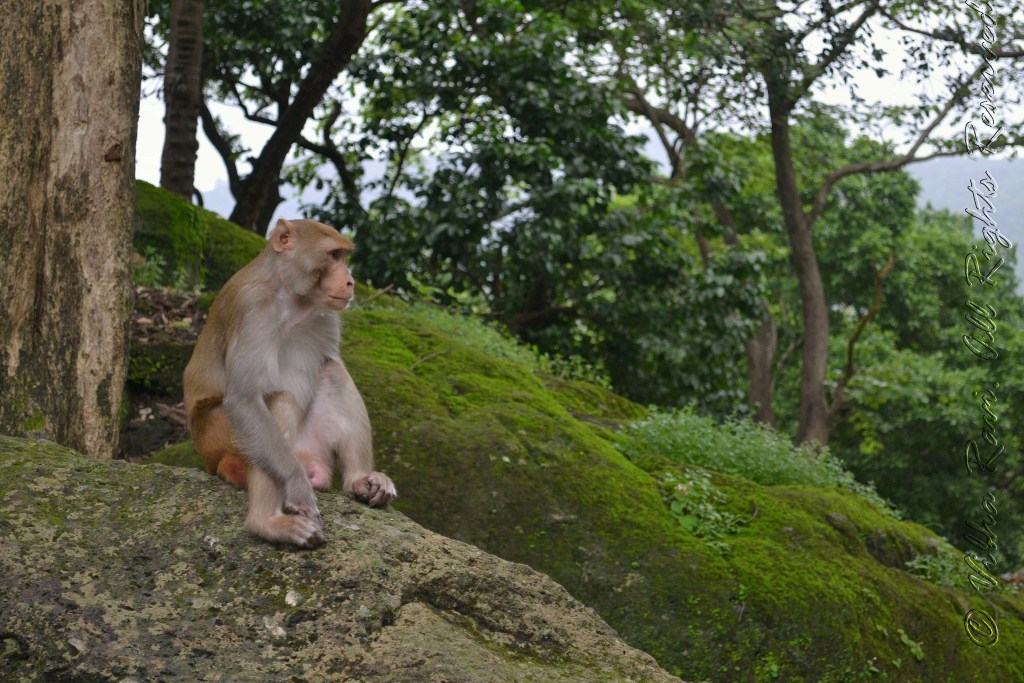 Monkey sits peacefully at Borivali National Park