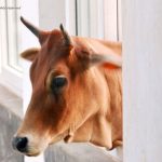 A cow peeps in through a window