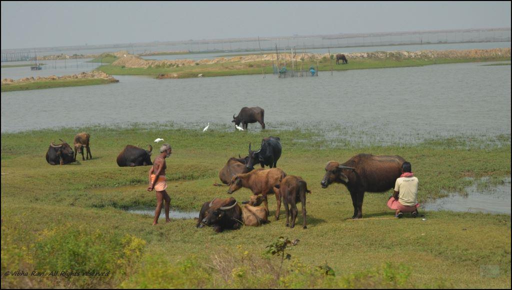 Chilika Lake (aka Chilka), Odisha: Meet the Irrawaddy Dolphins ...