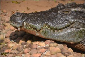 Indian river crocodile