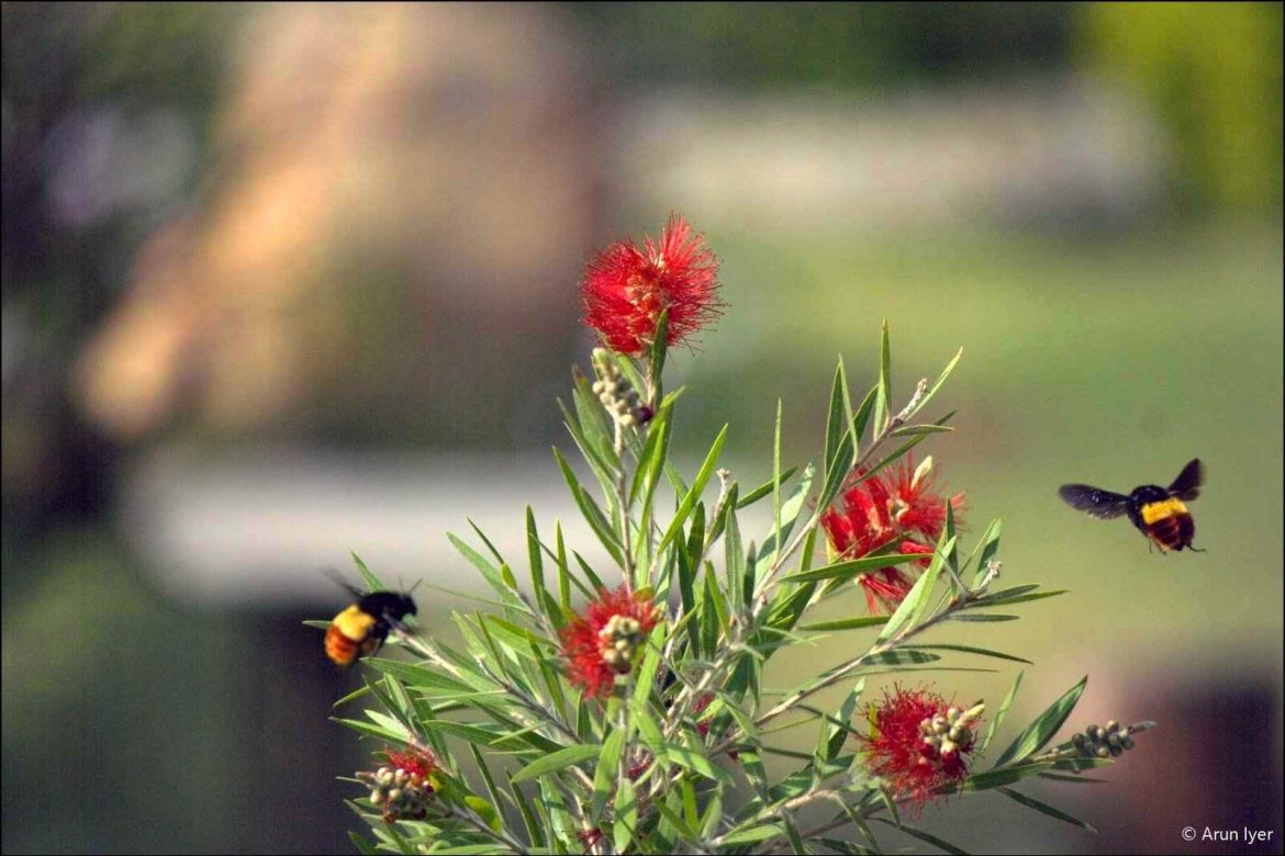 Bees hover around a bottle brush plant