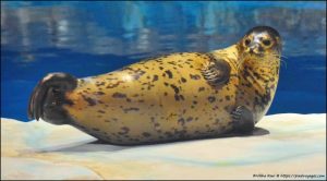 Spotted seal looks at the camera
